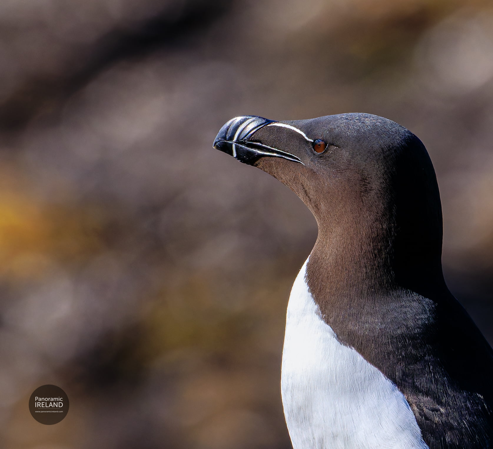 The Razorbill, Alca Torda or Crosán - Distinctive Seabird