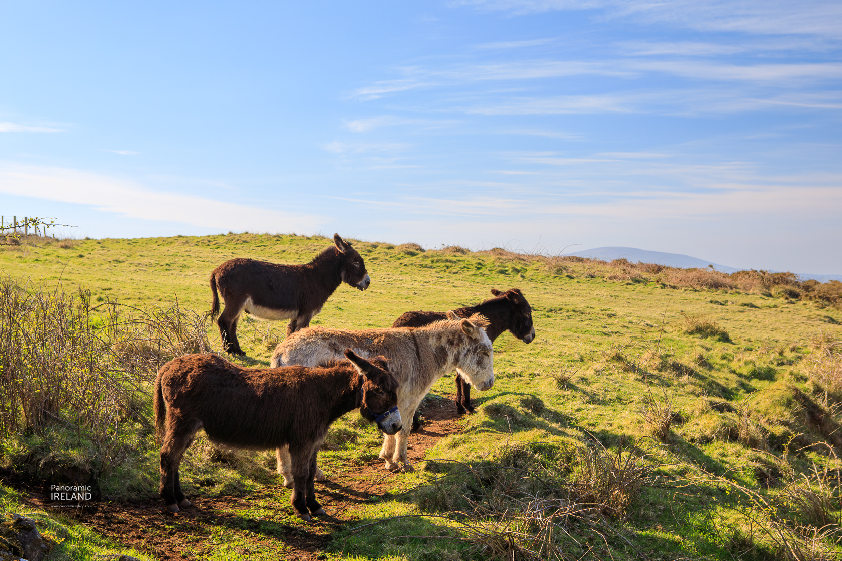 Four Donkeys in a Field - Warming Sunshine